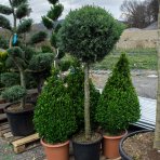 Krušpán drobnolistý (Buxus microphylla) ´FAULKNER´ - výška 90-100cm, kont. C18L - KORNÚT